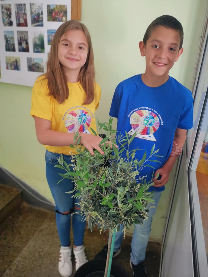 Olive tree